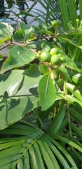 Magnoliopsida