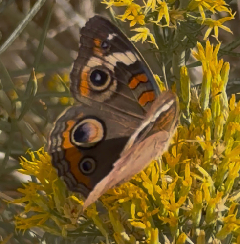 Common Buckeye