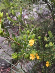 Pultenaea rostrata