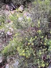 Pultenaea rostrata