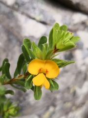 Pultenaea rostrata