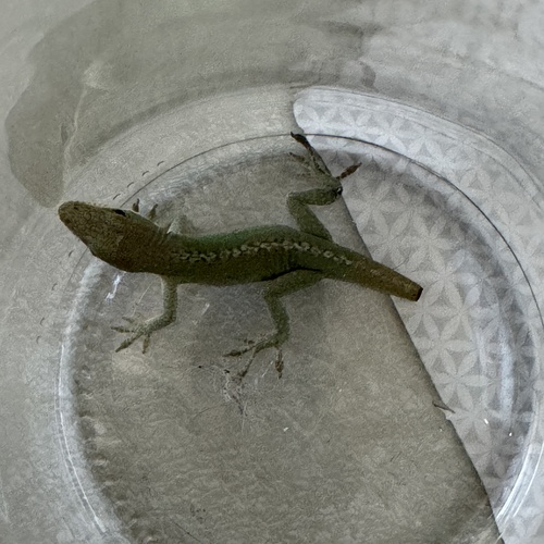 Green Anole