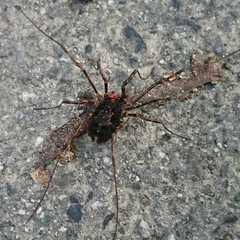 Himalphalangium spinulatum