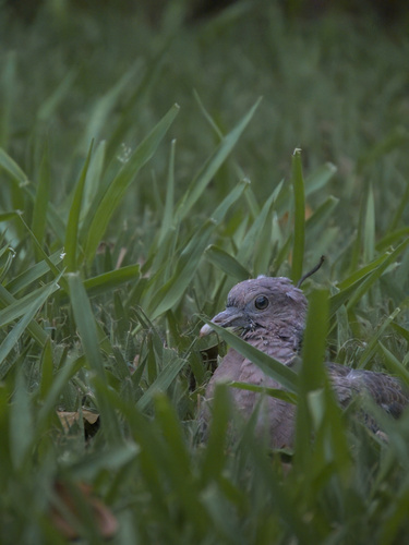 Picazuro Pigeon