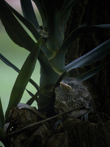 Chalk-browed Mockingbird