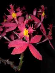 Epidendrum × obrienianum