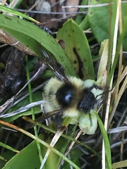 Bombus frigidus