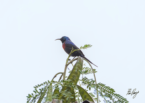 iNaturalist image