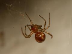 Steatoda triangulosa