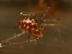 Steatoda triangulosa