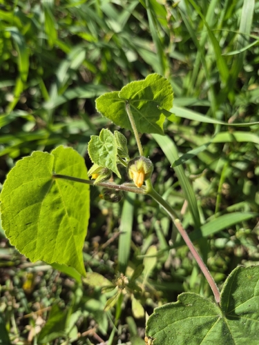 velvetleaf
