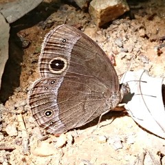 Mycalesis francisca