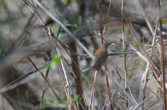 Thryophilus pleurostictus