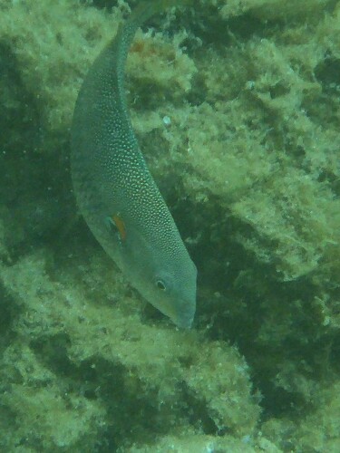 Stethojulis albovittata observed 2026-10-06