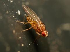 Drosophila busckii