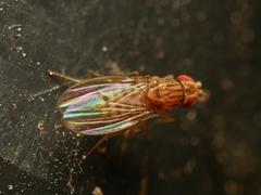 Drosophila busckii
