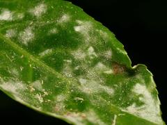 Podosphaera tridactyla