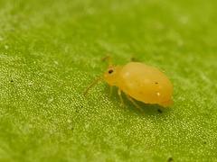 Deuterosminthurus pallipes