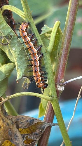 Gulf Fritillary