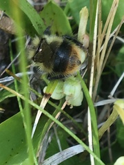 Bombus frigidus