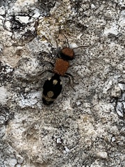 Ronisia brutia