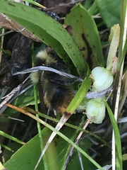 Bombus frigidus