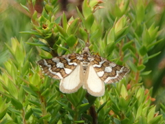 Melitulias discophora