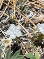 Phacelia davidsonii