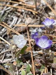 Phacelia davidsonii