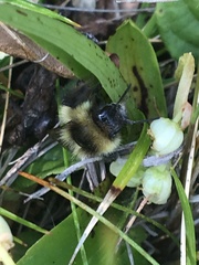Bombus frigidus