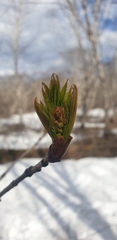 Sorbus sambucifolia