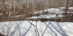 Sorbus sambucifolia