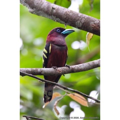 Eurylaimus javanicus