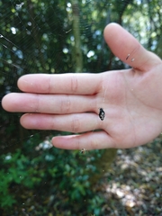 Cyclosa argenteoalba