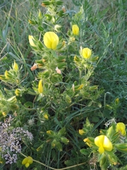 Ononis pubescens