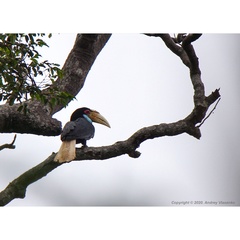 Rhyticeros undulatus