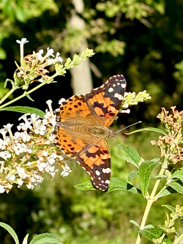 Painted Lady