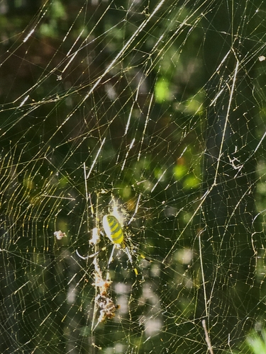 Joro Spider