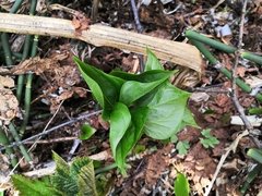 Trillium camschatcense