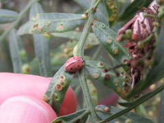 Mulsantina mexicana