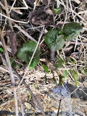 Parasenecio kamtschaticus