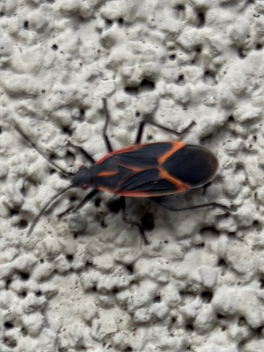 Eastern Boxelder Bug