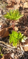 Angelica gmelinii