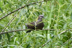 Streptopelia orientalis orientalis
