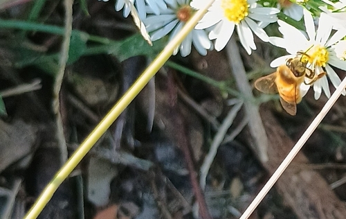 Western Honey Bee