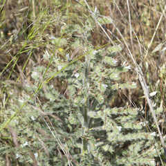 Echium italicum biebersteinii