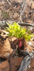 Angelica gmelinii