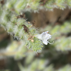 Echium italicum biebersteinii