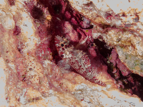 Scorpaenodes observed 2026-09-26