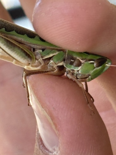 Admirable Grasshopper